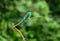 Blue-throated Bee-eater