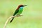 Blue-throated Bee-eater