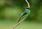 Blue-throated Bee-eater