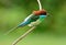 Blue-throated Bee-eater