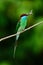 Blue-throated Bee-eater