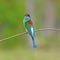 Blue-throated Bee-eater