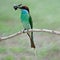 Blue-throated Bee-eater