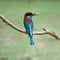 Blue-throated Bee-eater