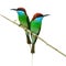 Blue-throated Bee eater