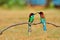 Blue throated bee eater (bird)