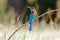 Blue-throated Bee-eater Merops viridis Beautiful Birds of Thailand