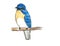 Blue-throated Flycatcher bird drawing