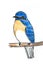 Blue-throated Flycatcher bird drawing