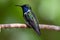 Blue-throated Hummingbird (Mexico) (Generative AI)