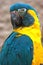 Blue throated macaw