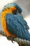 Blue throated macaw