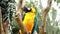 Blue Throated Macaw sitting on a dry branch in a tropical jungle. Ara glaucogularis. Medium Shot of a beautiful macaw