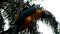 Blue Throated Macaw sitting on a dry branch in a tropical jungle. Ara glaucogularis. Medium Shot of a beautiful macaw