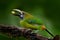 Blue-throated Toucanet, Aulacorhynchus prasinus, detail portrait of green toucan bird, nature habitat, Costa Rica. Beautiful bird