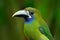 Blue-throated Toucanet, Aulacorhynchus prasinus, green toucan bird in the nature habitat, exotic animal in tropical forest, Costa