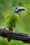 Blue-throated Toucanet, Aulacorhynchus prasinus, green toucan bird in the nature habitat, exotic animal in tropical forest, Mexico