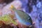 Blue-throated triggerfish