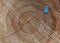 Blue thumbtack in crosscut tree