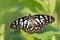 Blue Tiger butterfly Tirumala limniace