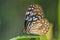 Blue Tiger butterfly Tirumala limniace