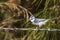 Blue Tit on Barbed Wire