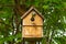 Blue tit bird, cyanistes caeruleus, about to fly from a nest box