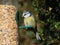 Blue tit on bird feeder