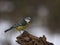 Blue tit on a branch