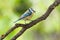 Blue tit with caterpillars on a branch