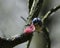 Blue tit collecting pink thread for nest