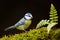 Blue Tit, cute blue and yellow songbird in autumn, nice green moss branch with fern, Germany, Cute little bird in the nature. Beau