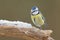 Blue tit (Cyanistes caeruleus)