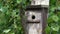 Blue tit Cyanistes caeruleus entering and leaving a bird nest box