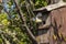 Blue tit Cyanistes caeruleus in flight leaving a bird nest box