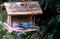 Blue tit, Cyanistes caeruleus, pecking seeds from feeder of old wooden bird house in bird feeder