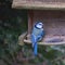 Blue tit, Cyanistes caeruleus, pecking seeds from feeder of old wooden bird house in bird feeder