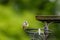 Blue tit, cyanistes caeruleus, perched on a bird feeder