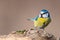 Blue tit, Cyanistes caeruleus, sitting on a stump