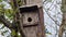 Blue tit Cyanistes caeruleus about to leave a bird nest box