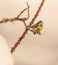 Blue Tit on Dog Rose plant