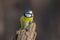 Blue tit on dry stump