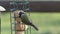 The Blue tit feeding on fat balls Coconut halves Suet on a bird table