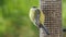 The Blue tit feeding on fat balls Coconut halves Suet on a bird table