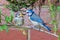 Blue tit fledgling, cyanistes caeruleus, being fed suet feed by adult bird, Hertfordshire, UK