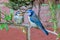 Blue tit fledgling, cyanistes caeruleus, being fed suet feed by adult bird, Hertfordshire, UK