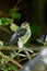 Blue tit fledgling, cyanistes caeruleus, perched on garden tree branches, Hertfordshire, UK