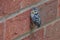 Blue tit fledgling, cyanistes caeruleus, perched on garden wall, Hertfordshire, UK