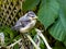 Blue tit fledgling, cyanistes caeruleus, perched on wilted garden plants, Hertfordshire, UK