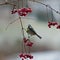 Blue tit on frosted branch